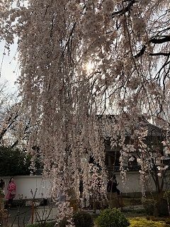 本満寺の枝垂れ5