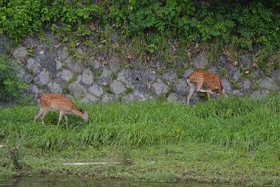 ★最初の2頭