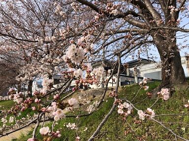 上賀茂の桜2