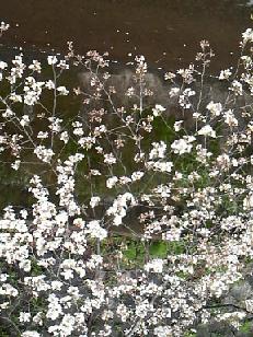 疎水の桜近景