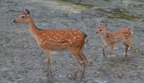 お母さんと川の中