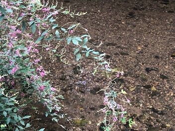 ならの小川と萩