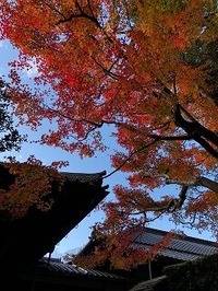 ★法然院紅葉2