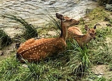 2おや仔鹿もいた