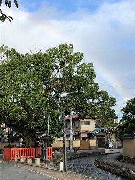 藤木社の楠と虹