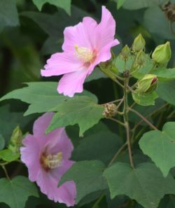 芙蓉⑤⑥