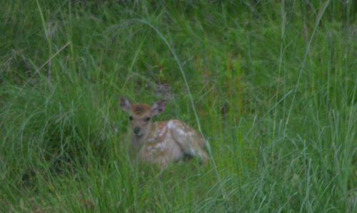 こっちを見る仔鹿