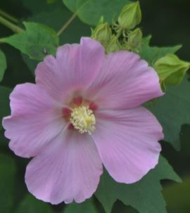 芙蓉➉