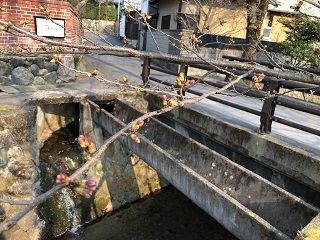 ①哲学の道 桜つぼみ