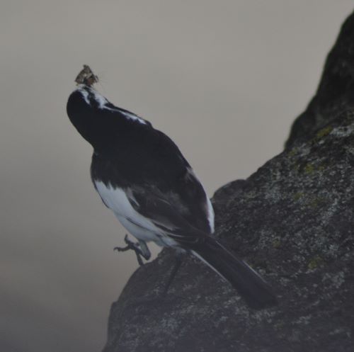 セグロセキレイ１