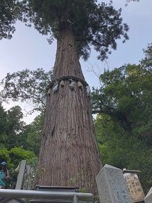 27 由岐神社の神木