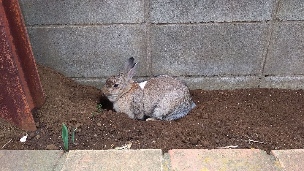 うさぎ 巣作り活動中 自然のなかで暮らしたい