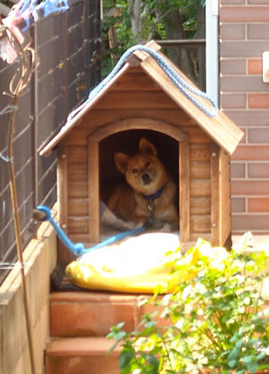 犬小屋に入った Sayu World 犬小屋に入った Sayu World
