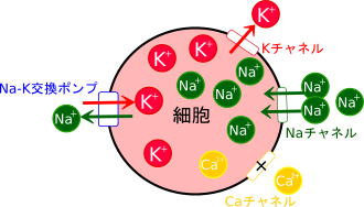 静止電位
