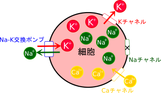 静止電位と活動電位 心電図の部屋