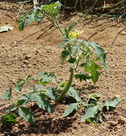 トマトの寝かせ植え 斜め植え には驚いた 15 湘南ひらつか清遊亭 トマトの寝かせ植え 斜め植え には驚いた 15 湘南ひらつか清遊亭