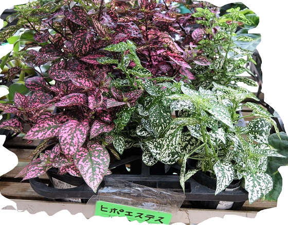 観葉植物 ヒポエステス だって 湘南ひらつか清遊亭 観葉植物 ヒポエステス だって 湘南ひらつか清遊亭