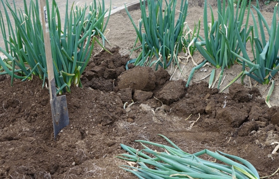 分けつネギ 三春葱 の植え替え 16 湘南ひらつか清遊亭 分けつネギ 三春葱 の植え替え 16 湘南ひらつか清遊亭