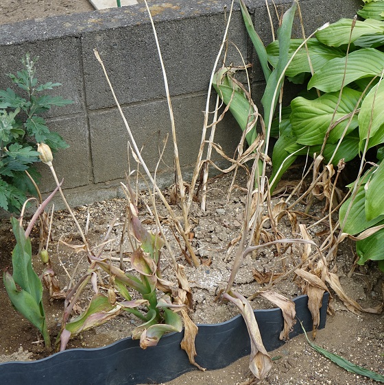 チューリップの堀上と球根の乾燥保存 湘南ひらつか清遊亭