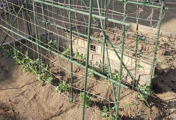 スナップエンドウ支柱立ては あんどん仕立てに 18 湘南ひらつか清遊亭 スナップエンドウ支柱立ては あんどん仕立てに 18 湘南ひらつか清遊亭