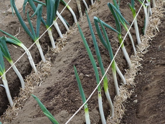 分けつネギ 三春葱 の植え替え 16 湘南ひらつか清遊亭 分けつネギ 三春葱 の植え替え 16 湘南ひらつか清遊亭