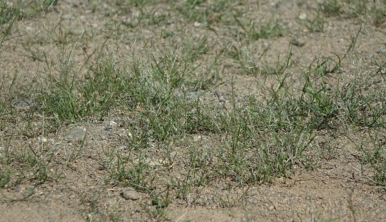 ニワホコリとは言い得て妙 湘南ひらつか清遊亭 ニワホコリとは言い得て妙 湘南ひらつか清遊亭