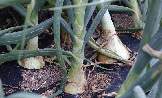 タマネギの肥大と ジャガイモの花咲く 16 湘南ひらつか清遊亭 タマネギの肥大と ジャガイモの花咲く 16 湘南ひらつか清遊亭