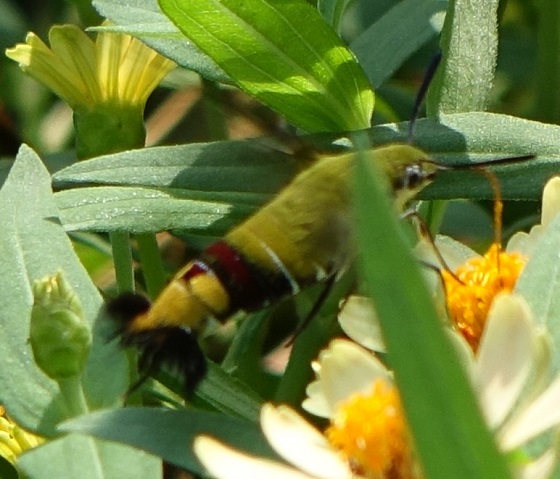 スズメバチかハチドリか スズメガの仲間 オオスカシバだ 湘南ひらつか清遊亭