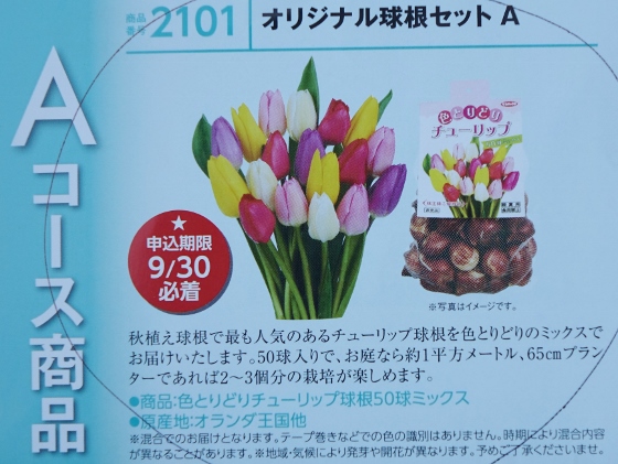 色とりどり チューリップ の植付 サカタのタネの株主優待 湘南ひらつか清遊亭