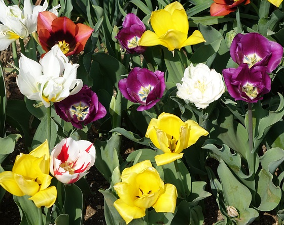 株主優待の花開く（2018）～サカタのタネ「色とりどりチューリップ