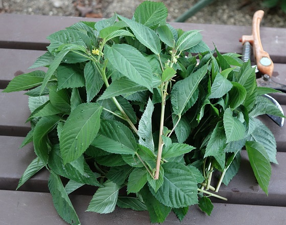 モロヘイヤの黄色い花 湘南ひらつか清遊亭