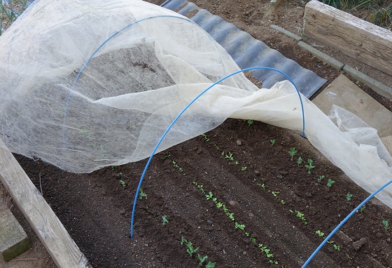 スナップエンドウが発芽 18 湘南ひらつか清遊亭