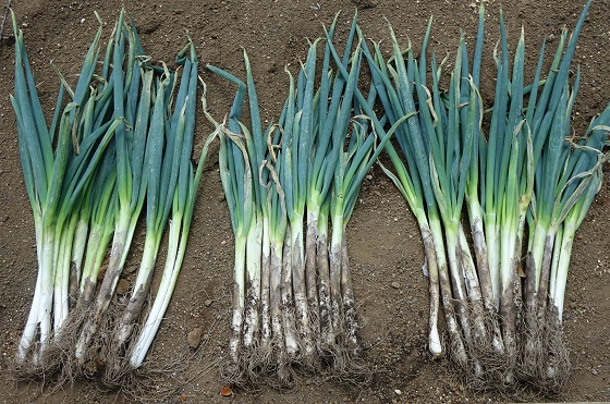 長ネギ（分けつネギ）の植付（2019）～坊主知らず葱～ : 湘南ひらつか