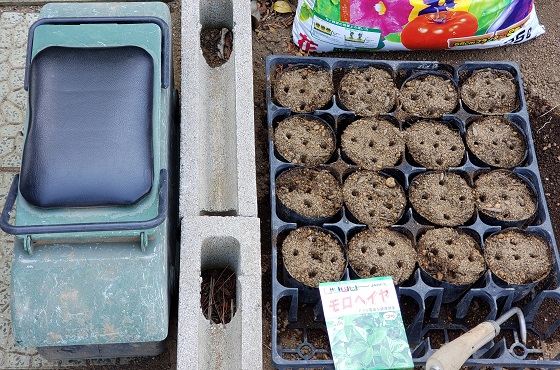 モロヘイヤの種まき 21 湘南ひらつか清遊亭