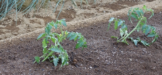 トマトの寝かせ植え 斜め植え には驚いた 15 湘南ひらつか清遊亭 トマトの寝かせ植え 斜め植え には驚いた 15 湘南ひらつか清遊亭