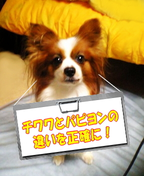 チワワとパピヨン 愛しのサザビー
