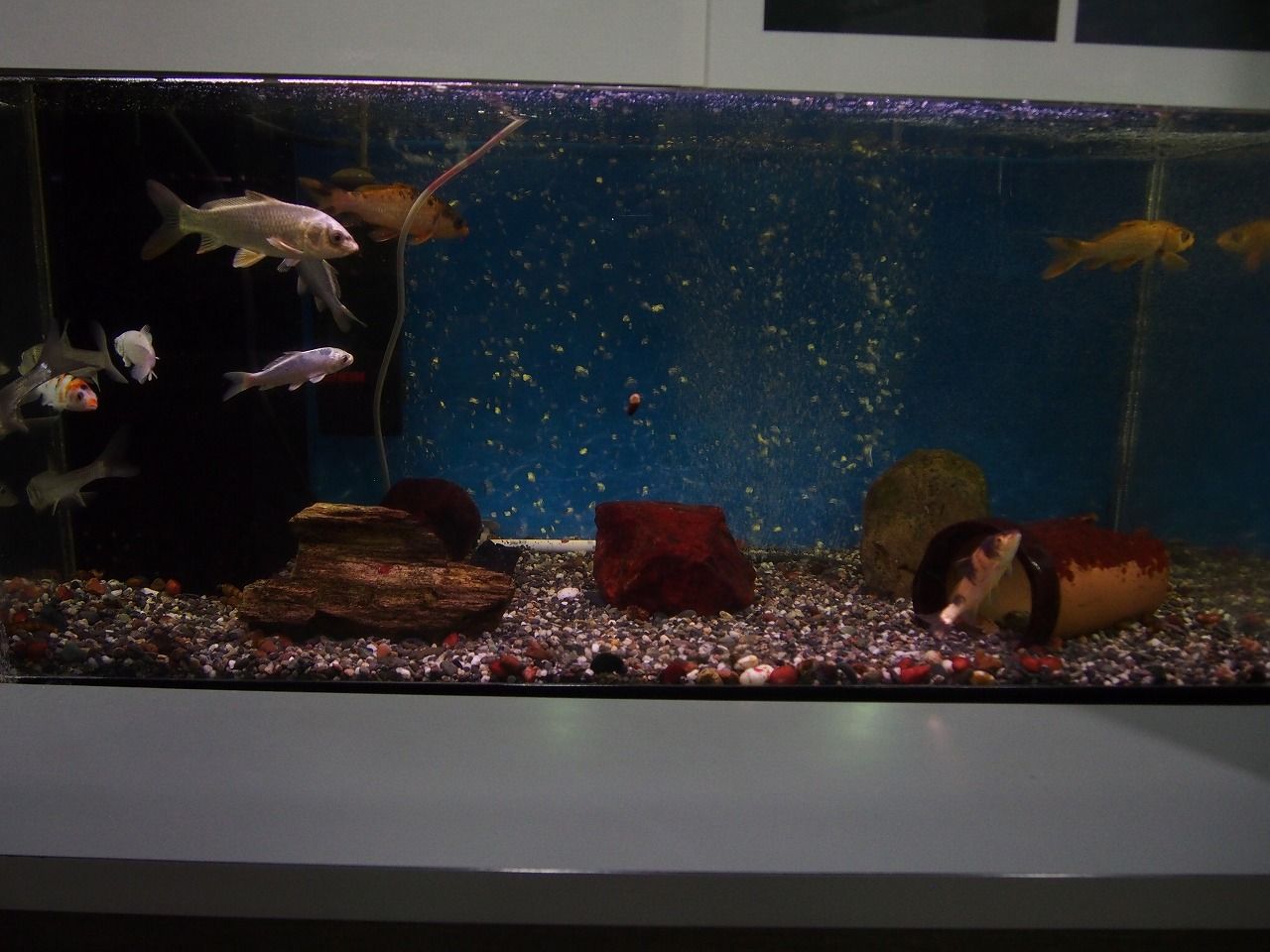 17 05 01 031 高千穂峡淡水魚水族館 宮崎県 N番煎じの全国水族館巡りlog 17 05 01 031 高千穂峡淡水魚水族館 宮崎県 N番煎じの全国水族館巡りlog