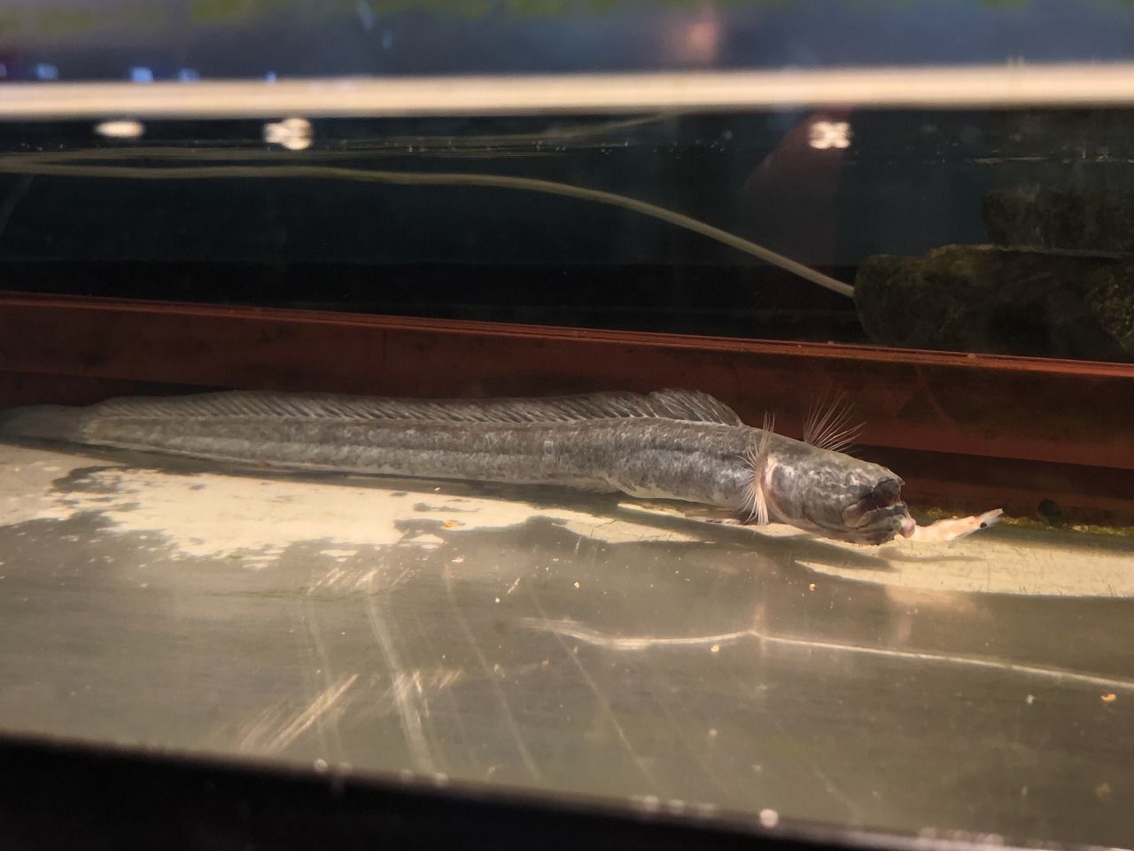 18 10 07 044 諫早ゆうゆうランド 干拓の里 むつごろう水族館 長崎県 N番煎じの全国水族館巡りlog 18 10 07 044 諫早ゆうゆうランド 干拓の里 むつごろう水族館 長崎県 N番煎じの全国水族館巡りlog