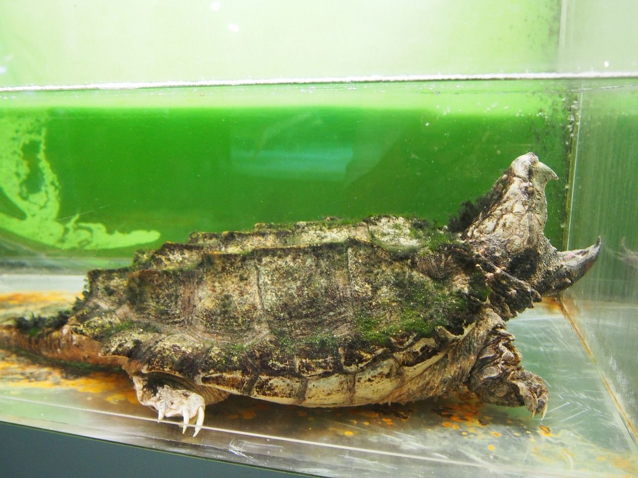 15 12 13 024 東京タワー水族館 東京都 N番煎じの全国水族館巡りlog