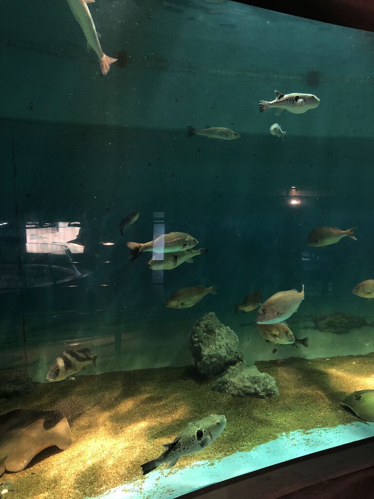 18 10 07 044 諫早ゆうゆうランド 干拓の里 むつごろう水族館 長崎県 N番煎じの全国水族館巡りlog 18 10 07 044 諫早ゆうゆうランド 干拓の里 むつごろう水族館 長崎県 N番煎じの全国水族館巡りlog