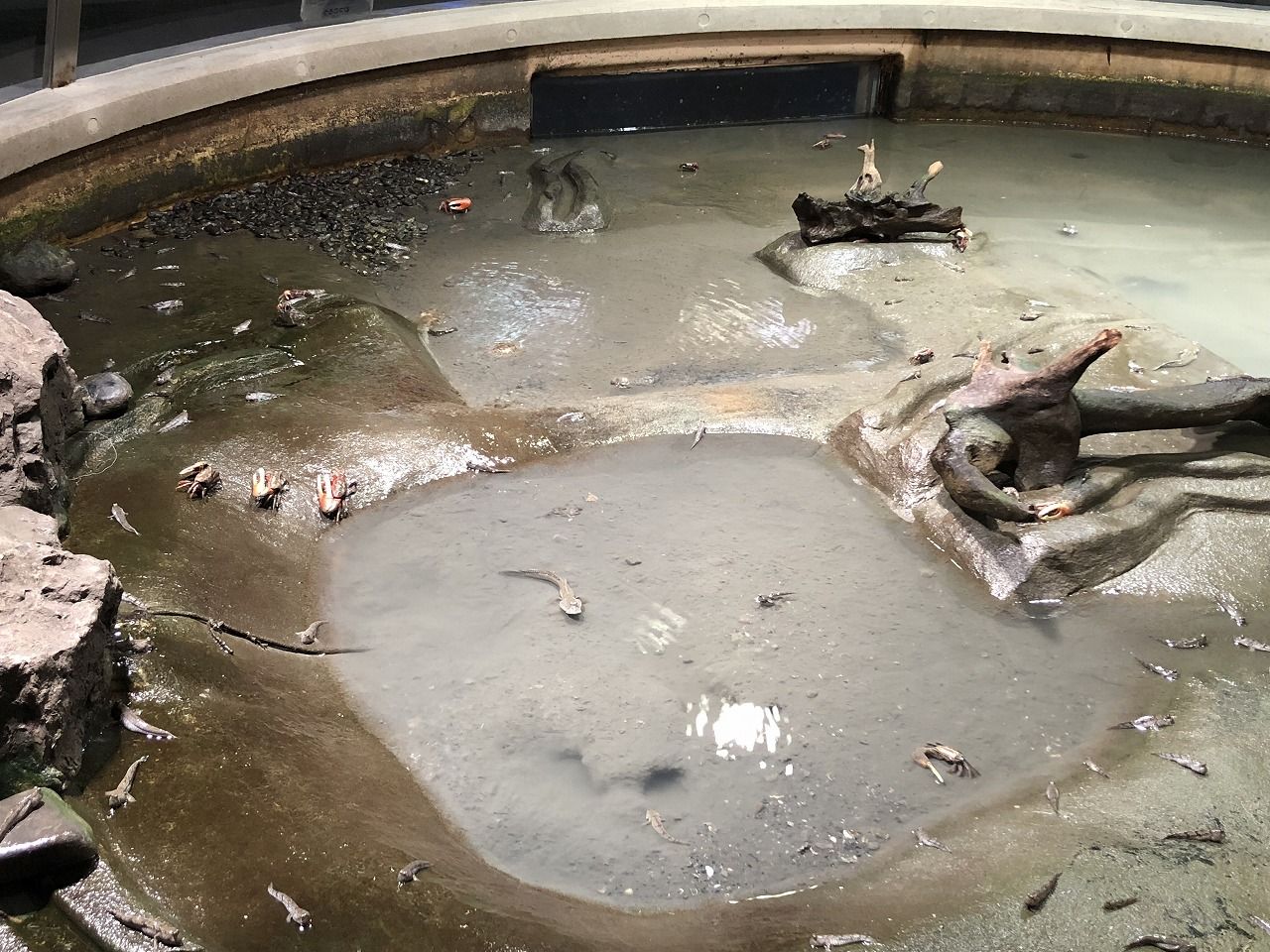 18 10 07 044 諫早ゆうゆうランド 干拓の里 むつごろう水族館 長崎県 N番煎じの全国水族館巡りlog 18 10 07 044 諫早ゆうゆうランド 干拓の里 むつごろう水族館 長崎県 N番煎じの全国水族館巡りlog