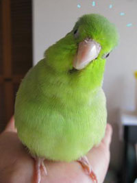w落ち サザナミインコのramona w落ち サザナミインコのramona
