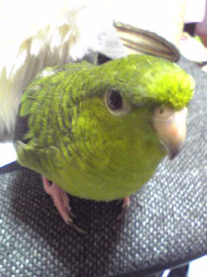 naotan