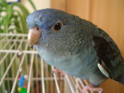 ramo