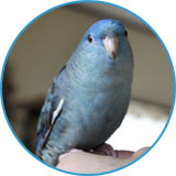 ramonew