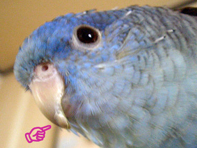 kuchibashi