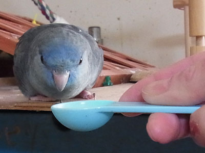 12gatu