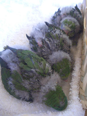 p04