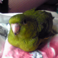 うわき6