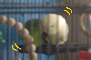 koubi2